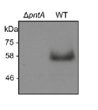 PntA (Slr1239) | Pyridine nucleotide transhydrogenase alpha-subunit in the group Antibodies Plant/Algal  / Cyanobacteria at Agrisera AB (Antibodies for research) (AS15 2910)
